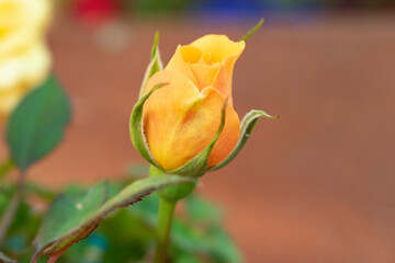 yellow rose bud