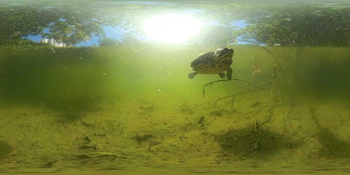 VR 360 Underwater view of a Turtle swimming toward the surface, with sunlight filtering through the water. The wide-angle perspective captures the serene Pond environment.