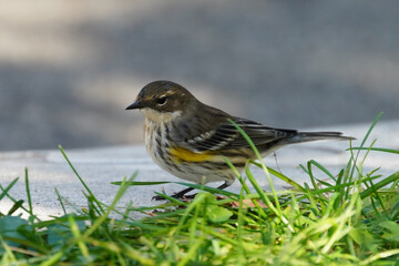 Fototapeta premium The yellow-rumped warbler (Setophaga coronata) is a regular North American bird species that can be commonly observed all across the continent.