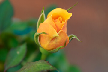 yellow rose of leaves