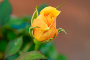 yellow rose