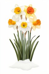 Elegant Daffodil Bouquet with Varied Petals and Snowy Base