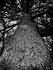 Fototapeta premium Textured Tree Trunk in Black and White