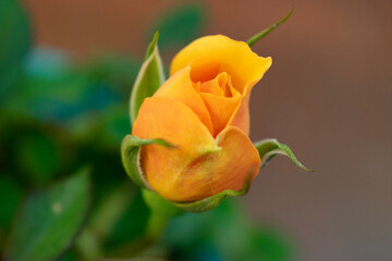 orange rose flower