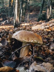 Wild Mushroom in Autumn Forest, Boletus edulis