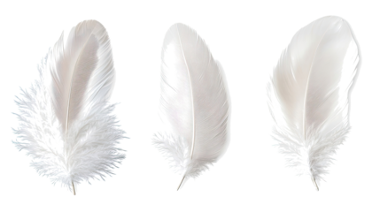 Collection of White Feathers Isolated on a Transparent Background Generative AI