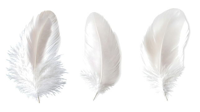Collection of White Feathers Isolated on a Transparent Background Generative AI