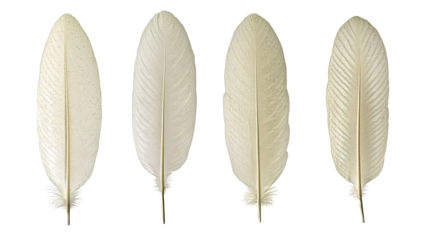 White Feathers on Transparent Background for Projects Generative AI
