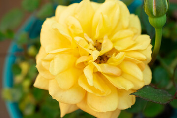 yellow dahlia flower