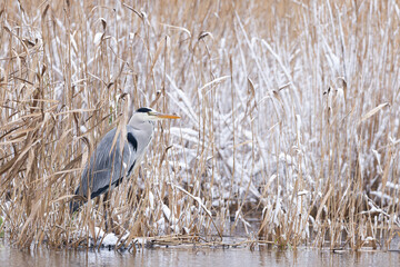 adult Grey Heron (Ardea cinerea) in snowy reedbed in winter