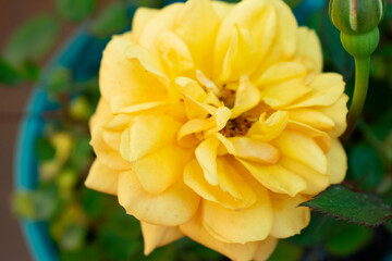 yellow flower