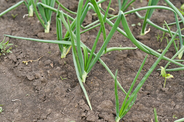 Green onion leaves. onions grow in rows in the garden