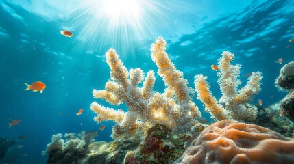 Fototapeta premium Tranquil Coral Garden: Serene Underwater Vista in Deep Sea with Vibrant Sea Life and Soft Currents, Ultra-Detailed