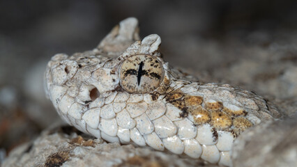 Colorado Desert Sidewinder