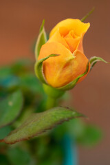 orange rose