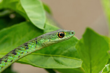 Close-up of a beautiful spotted bush snake (Philothamnus semivariegatus) in a small tree
