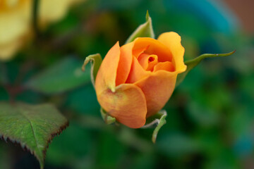 yellow rose