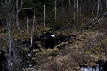 Schwan im Moor