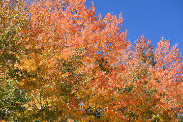 Colorful Autumn Trees