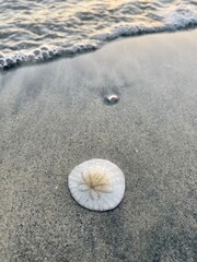 Beach Treasures