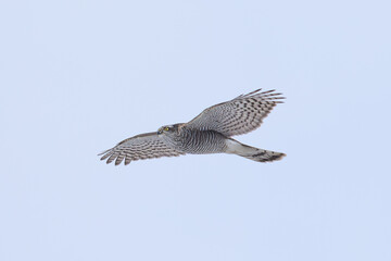Eurasian Sparrowhawk (Accipiter nisus) in flight from below
