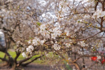 Spring plum blossom