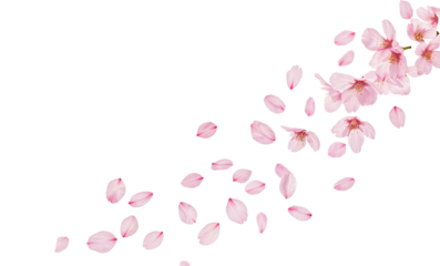 Cherry Blossom Petals on Transparent Background