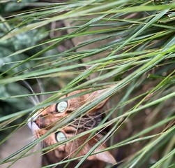 Bengal cat in the long grass