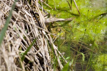 Frog in a swamp 