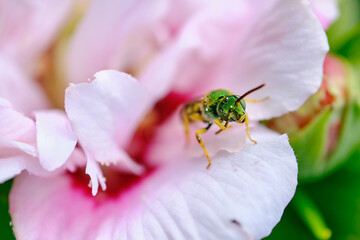 The head and eyes of a green sweat bee on a pink hibiscus flower