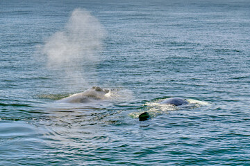 Pair of humpback whales in the Atlantic Ocean