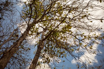 Dry teak trees canopy in the forest with blue sky  background. Dry teak trees canopy in the forest with blue sky  background. Natural wallpaper