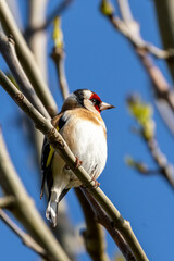 Goldfinch (Carduelis carduelis) in Urban Park, Dublin