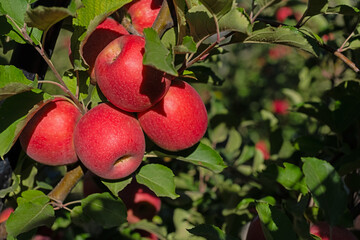 Ripe, red, delicious apples on the branch of an apple tree.