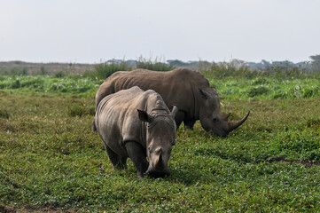 Nairobi, Kenya - Sep 23 2024:Powerful Rhino Silhouettes Against the Nairobi National Park's Unique...