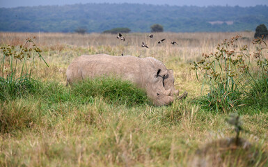 Obraz premium Nairobi, Kenya - Sep 23 2024: Rhino Roaming Freely in Nairobi National Park's Vast Landscape with bird's flying off 