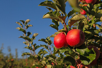 Ripe, red, delicious apples on the branch of an apple tree.