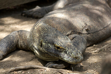 Adult komodo dragon