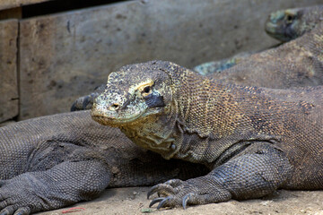 Adult komodo dragon