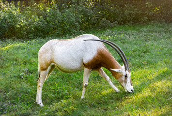 Oryx antelope grazing on a green meadow