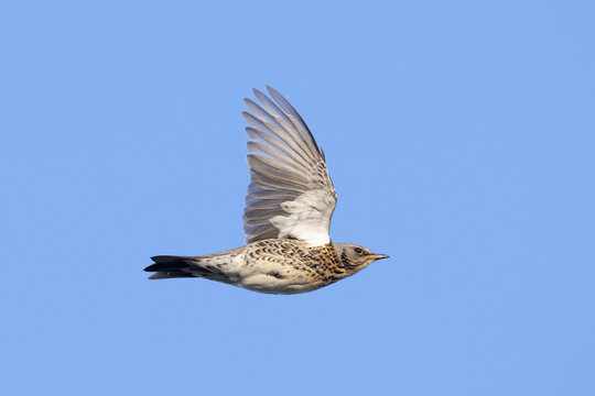 Fieldfare (Turdus pilaris) in flight from below