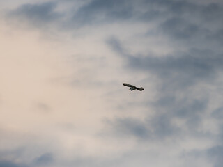 Obraz premium Heron Bird gliding in Cloudy Sky