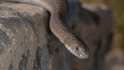 Rosy Boa, snake, reptile, scales, fangs, venom, venemous, Crotalus cerastes laterorepens, crotalus, nature, natural, wild, wildlife, wilderness, animal, animals, San diego, California, sunset, baby, 