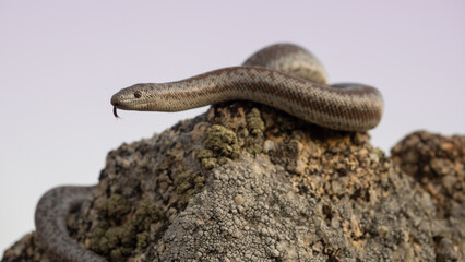 Coastal Rosy Boa