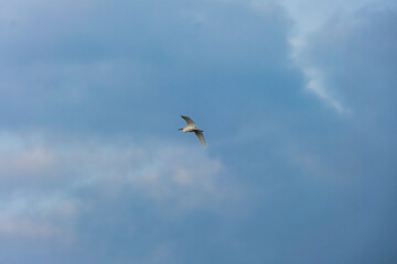 Heron bird Soaring Through a Cloudy Sky
