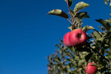 Ripe, red, delicious apples on the branch of an apple tree.