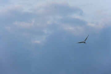 White Heron Bird Flying in a Cloudy Sky.