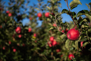 Ripe, red, delicious apples on the branch of an apple tree.