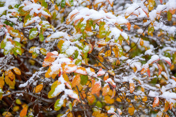 A bush with autumn yellow leaves under snow in close-up. Natural background