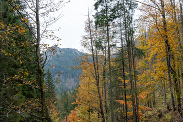 Fototapeta premium View of a mountain forest in autumn with colorful foliage and tall trees on a cloudy day. Concept of nature exploration, outdoor adventure and seasonal scenery. High quality photo